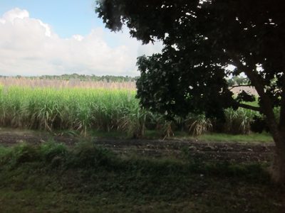 Sugar cane almost ripe for harvest ... note all the...